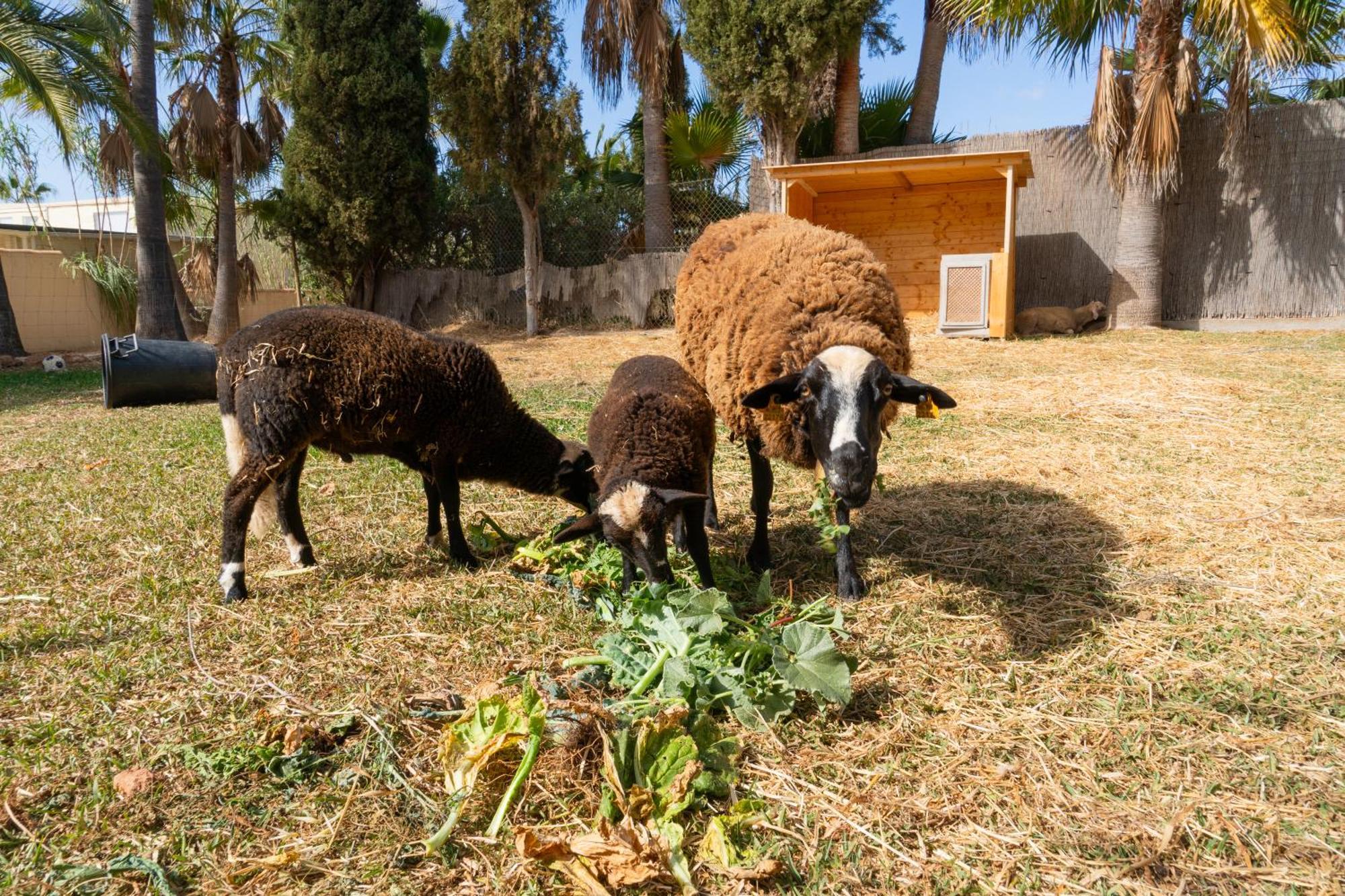 Finca Amapola - Agrotourismus Campos  Eksteriør billede